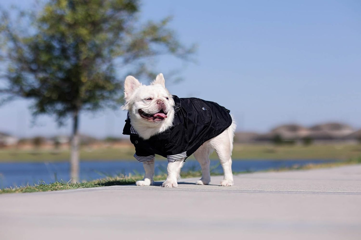 Midnight Black Zip up Dog Raincoat with Reflective Buttons, Pockets, Rain/Water Resistant, Adjustable Drawstring, & Removable Hood - XXS to XXL - Premium Dog Raincoats (Large, Black)