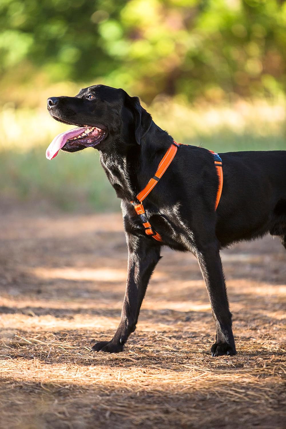 Reflective Adjustable Dog H Harness for Small to Medium Dogs; Matching Collar and Leash Available, Blue