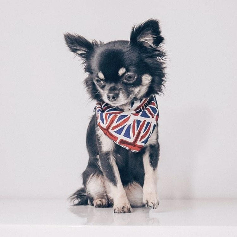 Union Jack Bandana for Dog, X-Small/Small